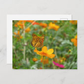 Indische Fritillary butterfly & kosmos bloemen Briefkaart (Voorkant / Achterkant)