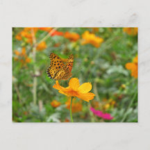 Indische Fritillary butterfly & kosmos bloemen