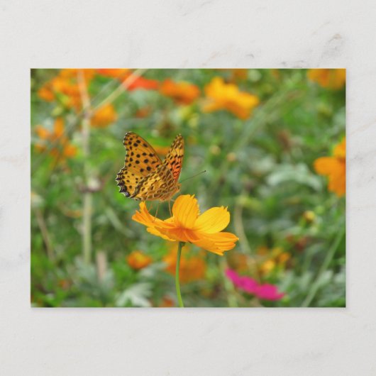 Indische Fritillary butterfly & kosmos bloemen Briefkaart (Voorkant)