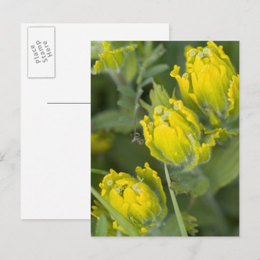 Indische gouden penseel Castilleja Briefkaart (Voorkant / Achterkant)