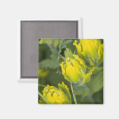 Indische gouden penseel Castilleja Magneet (Voorkant / Achterkant)