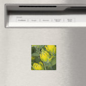 Indische gouden penseel Castilleja Magneet (Insitu (Vaatwasser))