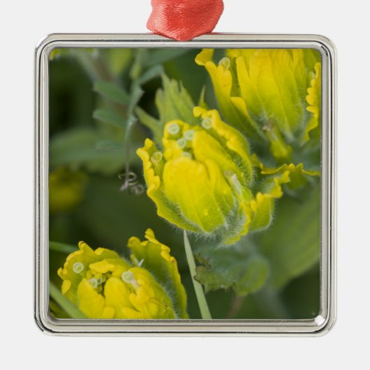 Indische Gouden Penseel Castilleja Metalen Ornament (Voorkant)