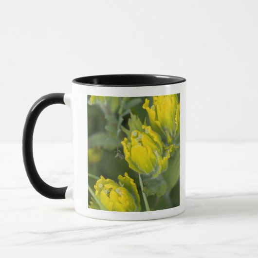 Indische Gouden Penseel Castilleja Mok (Links)