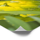 Indische gouden penseel Castilleja Poster (Hoek)