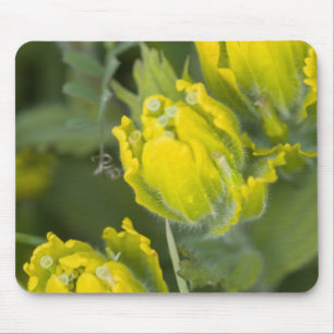 Indische Gouden Penseelbloem Castilleja Muismat