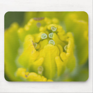 Indische Gouden Penselenkwast Castilleja 2 Muismat