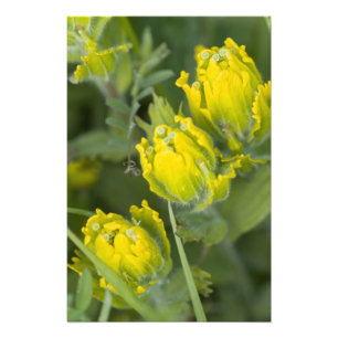 Indische Gouden Penselenkwast Castilleja Foto Afdruk