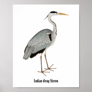 Indische grijze reiger (1780-1782) vintage schilde poster
