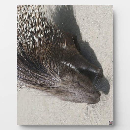 Indische Kuifstekelvarken Fotoplaat (Voorkant)