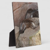 Indische Kuifstekelvarkens Fotoplaat (Zijkant)