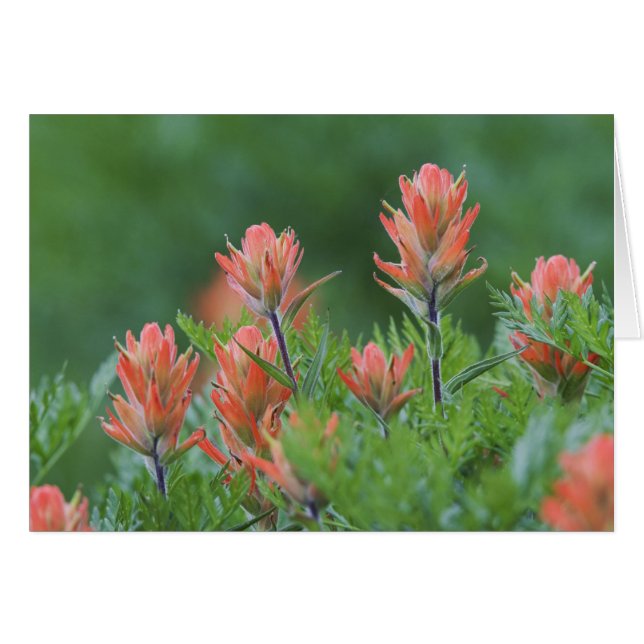 Indische kwastborstel, Castilleja miniata, Ouray, (Voorkant Horizontaal)