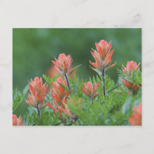 Indische kwastborstel, Castilleja miniata, Ouray, Briefkaart