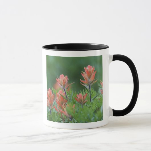 Indische kwastborstel, Castilleja miniata, Ouray, Mok (Rechts)