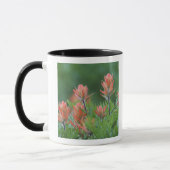 Indische kwastborstel, Castilleja miniata, Ouray, Mok (Links)