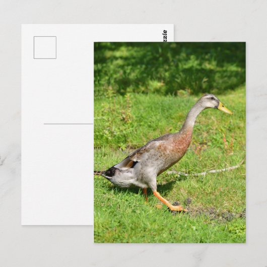 Indische loopeend briefkaart (Voorkant / Achterkant)