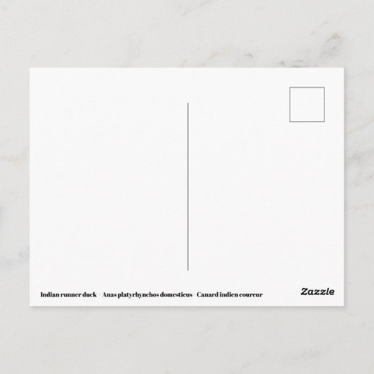 Indische loopeend briefkaart (Achterkant)