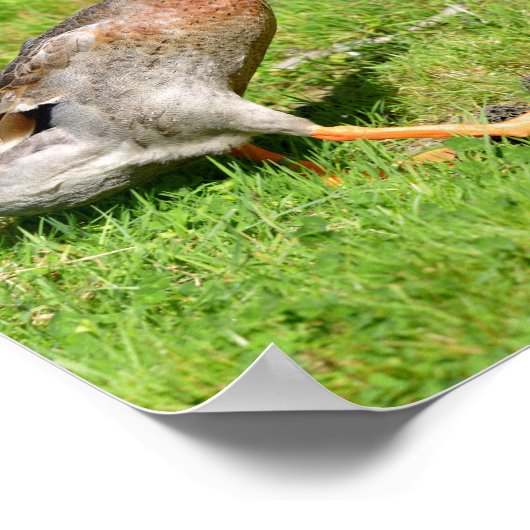 Indische loopeend poster (Hoek)