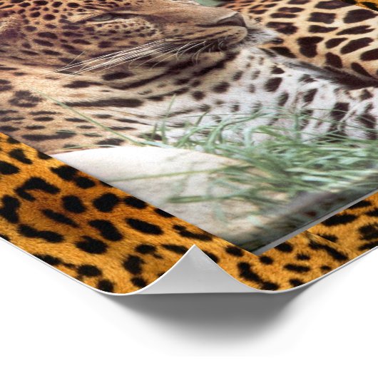 Indische luipaard poster (Hoek)