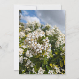 Indische Meidoorn Bloemen Kaart