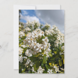 Indische Meidoorn Bloemen Kaart