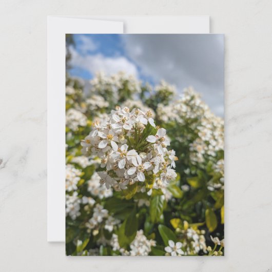 Indische Meidoorn Bloemen Kaart (Voorkant)