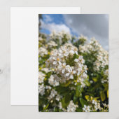 Indische Meidoorn Bloemen Kaart (Voorkant / Achterkant)