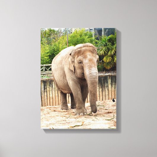 Indische olifant dier canvas afdruk (Voorkant)
