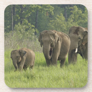 Indische Olifant Familie Onderzetter