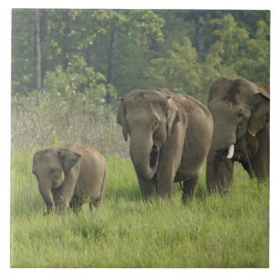 Indische Olifant Familie Tegeltje