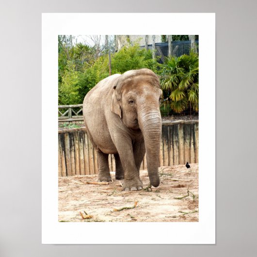 Indische olifant poster (Voorkant)