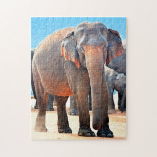 Indische olifant Sri Lanka. Legpuzzel