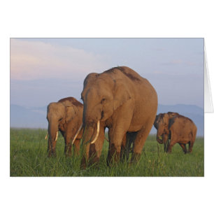 Indische olifanten in de graslanden
