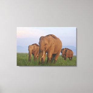 Indische Olifanten in de Graslanden Canvas Afdruk