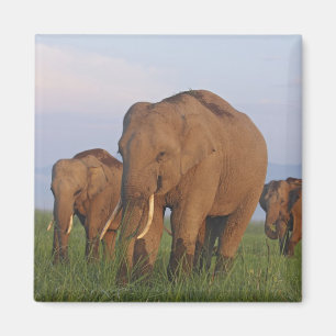 Indische Olifanten in de Graslanden Magneet
