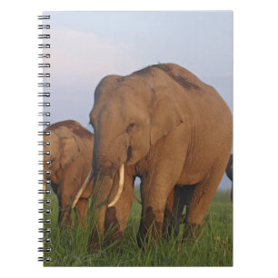 Indische olifanten in de graslanden notitieboek