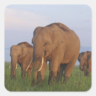 Indische Olifanten in de Graslanden Vierkante Sticker
