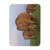 Indische olifanten in het grasland magneet (Verticaal)