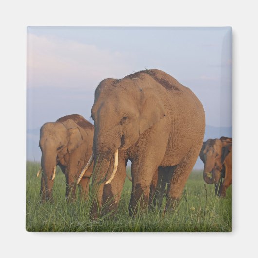 Indische olifanten in het grasland magneet (Voorkant)