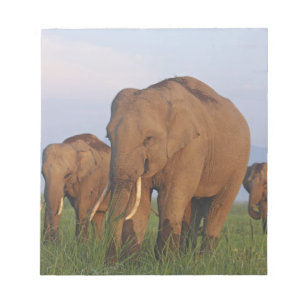 Indische olifanten in het grasland notitieblok