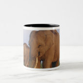 Indische olifanten in het grasland tweekleurige koffiemok (Center)