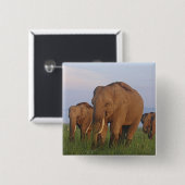 Indische olifanten in het grasland vierkante button 5,1 cm (Voorkant /achterkant)