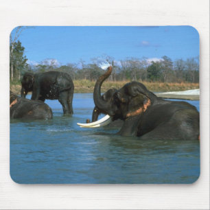 Indische olifanten liggen te liggen, zwemmen muismat