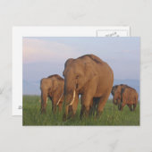 Indische olifanten op grasland, Corbett Briefkaart (Voorkant / Achterkant)