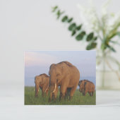 Indische olifanten op grasland, Corbett Briefkaart (Staand voorkant)