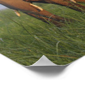 Indische olifanten op grasland, Corbett Poster (Hoek)