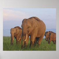 Indische olifanten op grasland, Corbett