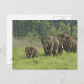 Indische olifantenfamilie briefkaart (Voorkant / Achterkant)