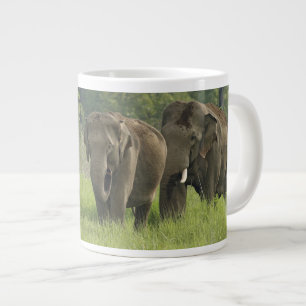 Indische Olifantenfamilie Grote Koffiekop