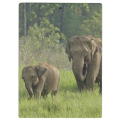 Indische Olifantenfamilie Klembord (Achterkant)